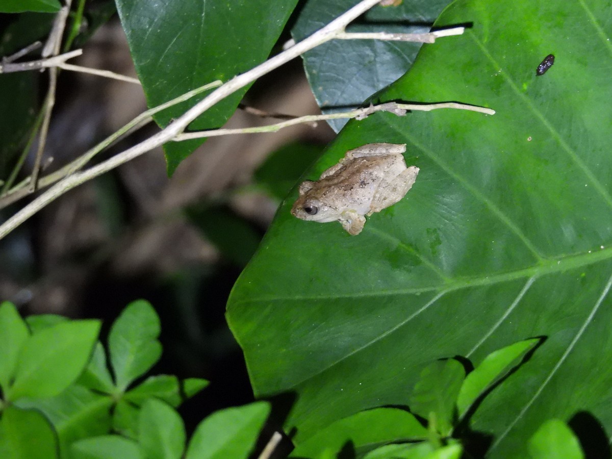 Animals - ML646591620