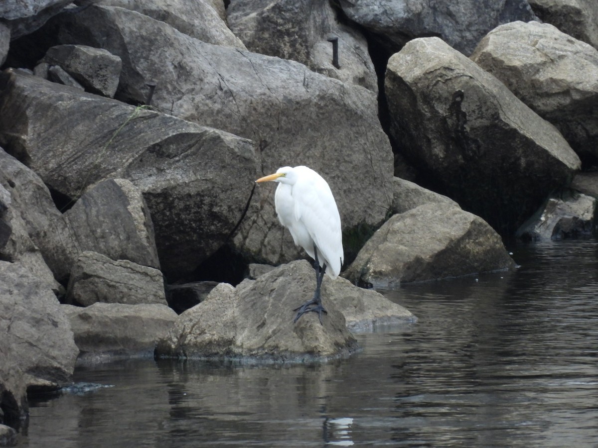 Büyük Ak Balıkçıl - ML646591621