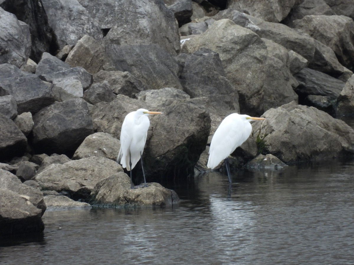 Büyük Ak Balıkçıl - ML646591622