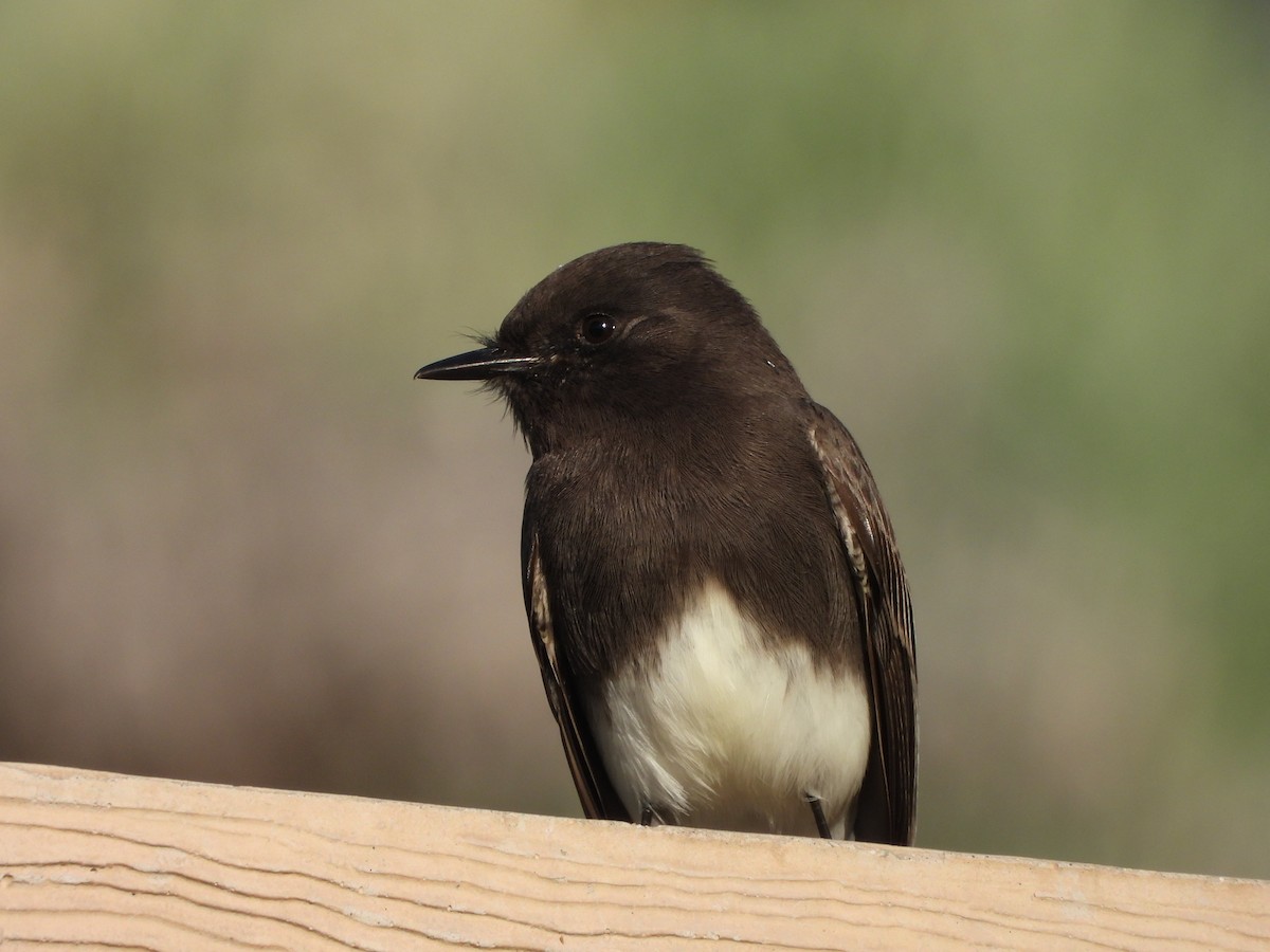 Black Phoebe - ML646591623