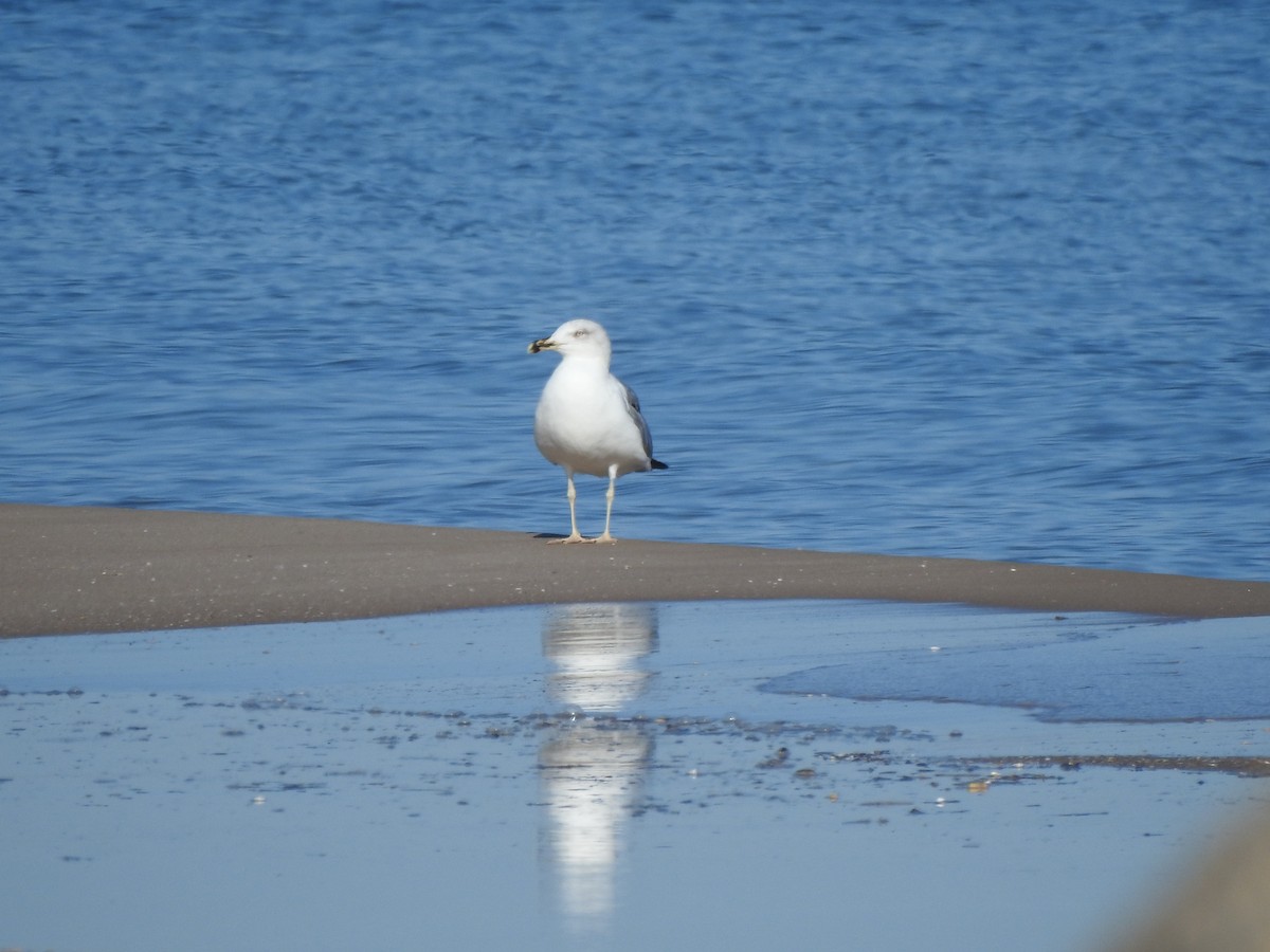 Gaviota Patiamarilla - ML646591624