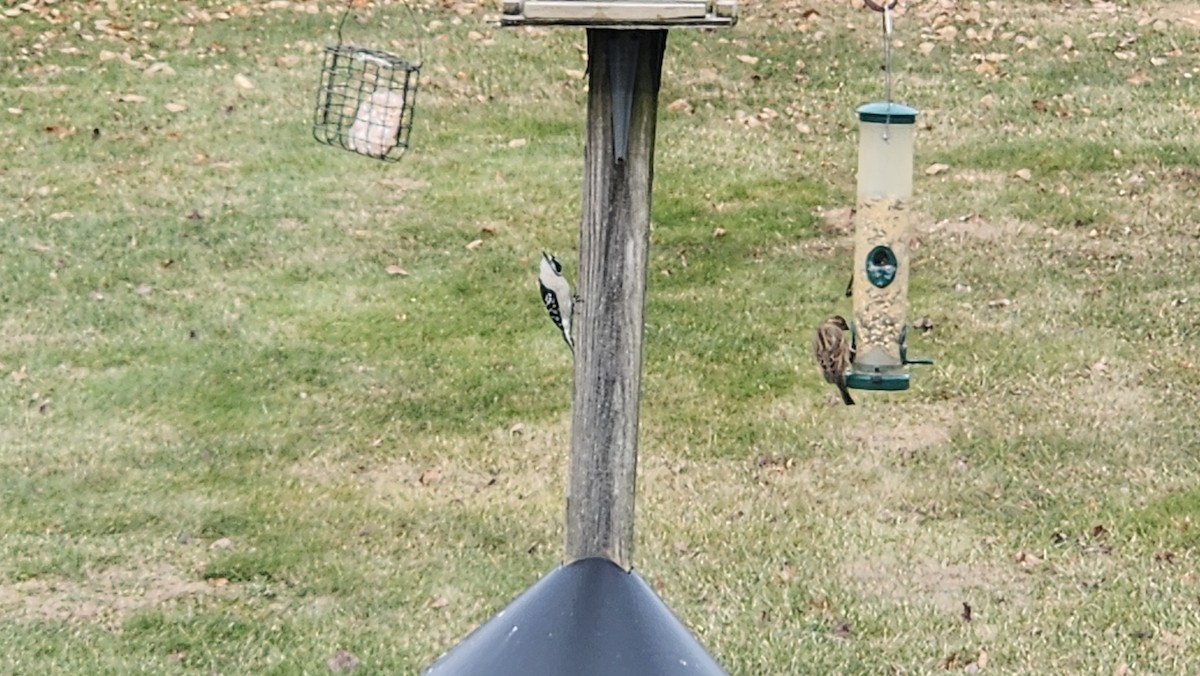 Downy Woodpecker - ML646591625