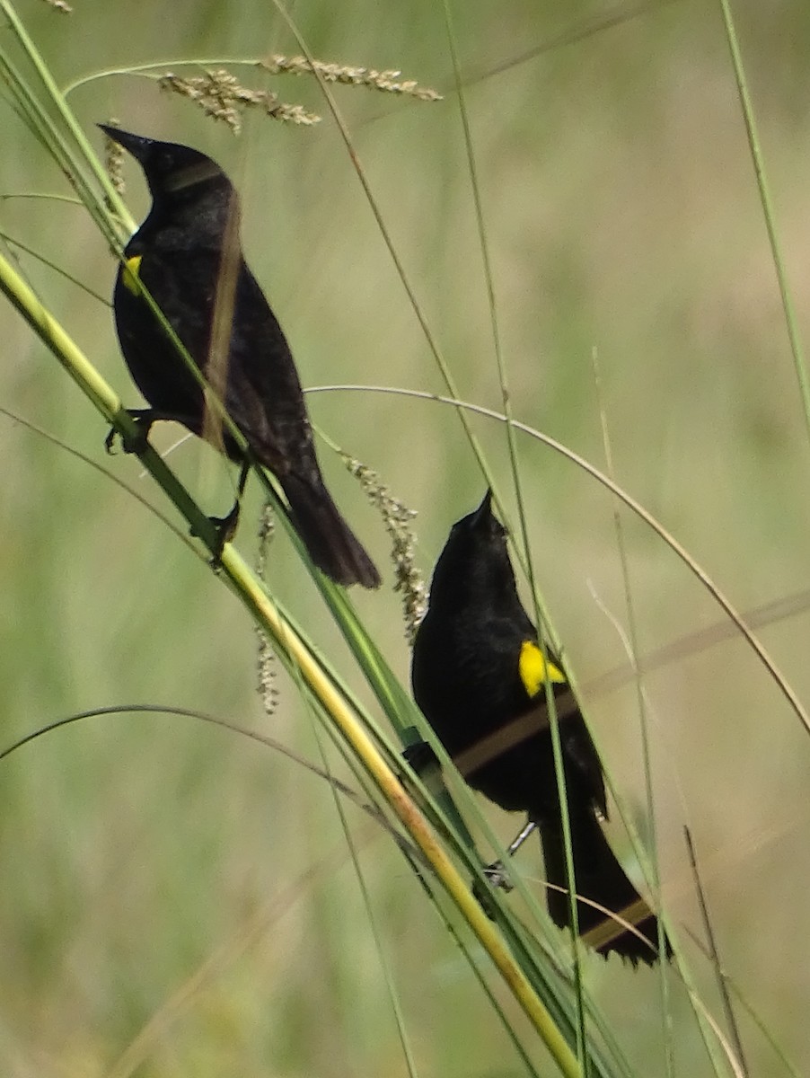 Yellow-winged Blackbird - ML646591626
