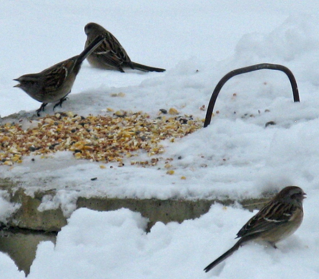 American Tree Sparrow - ML646591627