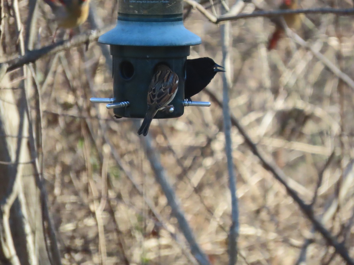 ハゴロモガラス - ML646591628