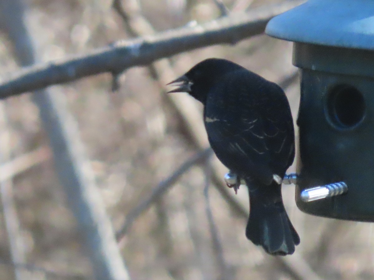 ハゴロモガラス - ML646591629