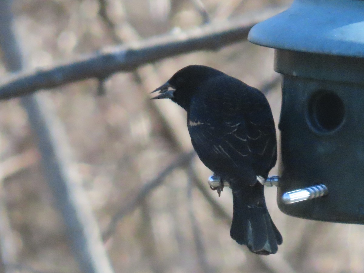 ハゴロモガラス - ML646591630