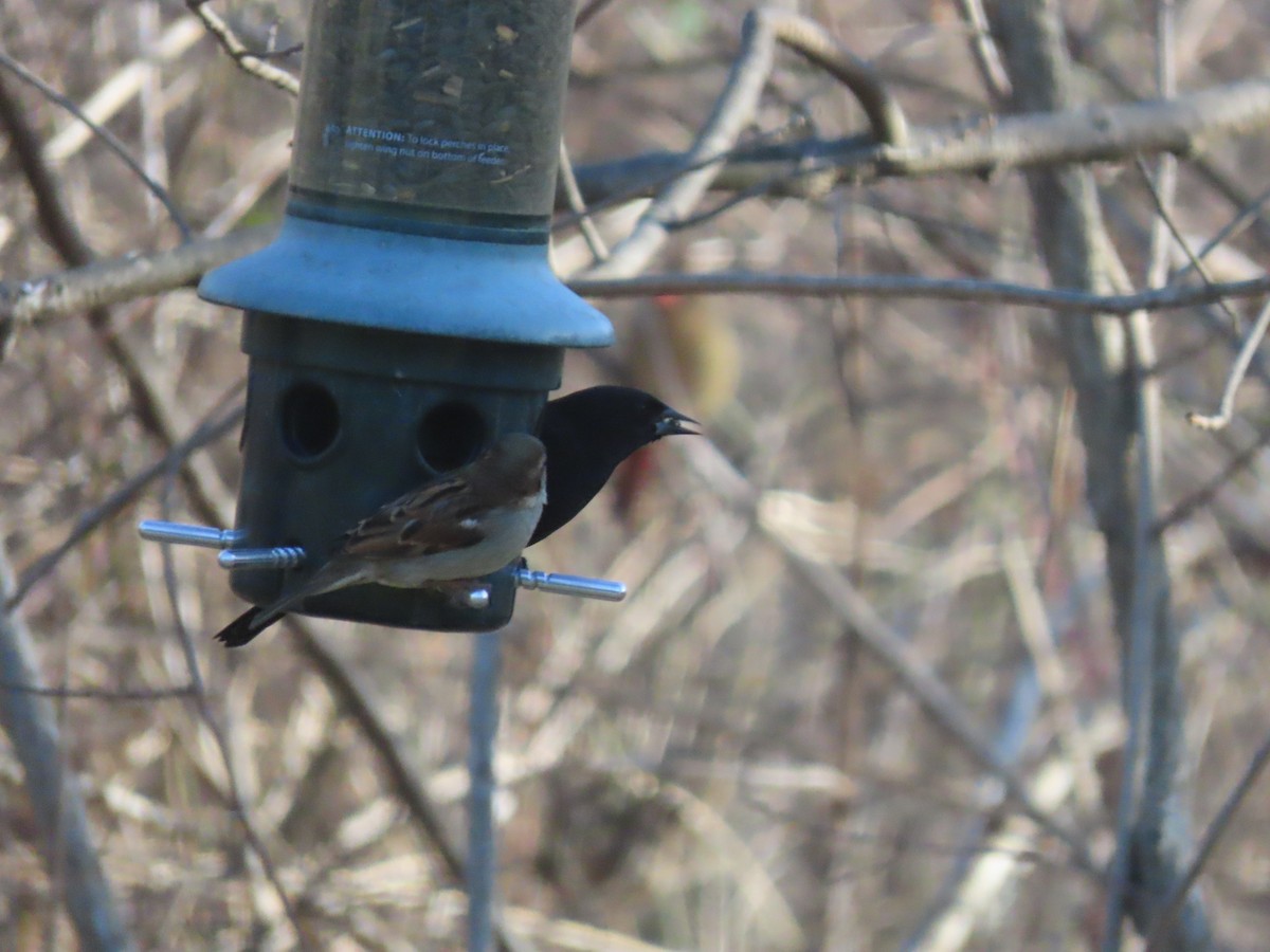 ハゴロモガラス - ML646591631