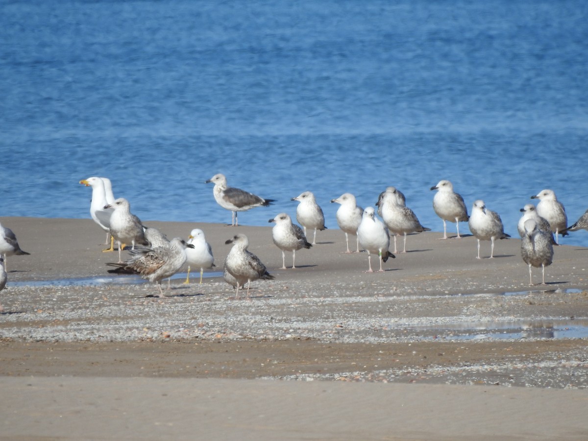 Gaviota Patiamarilla - ML646591632