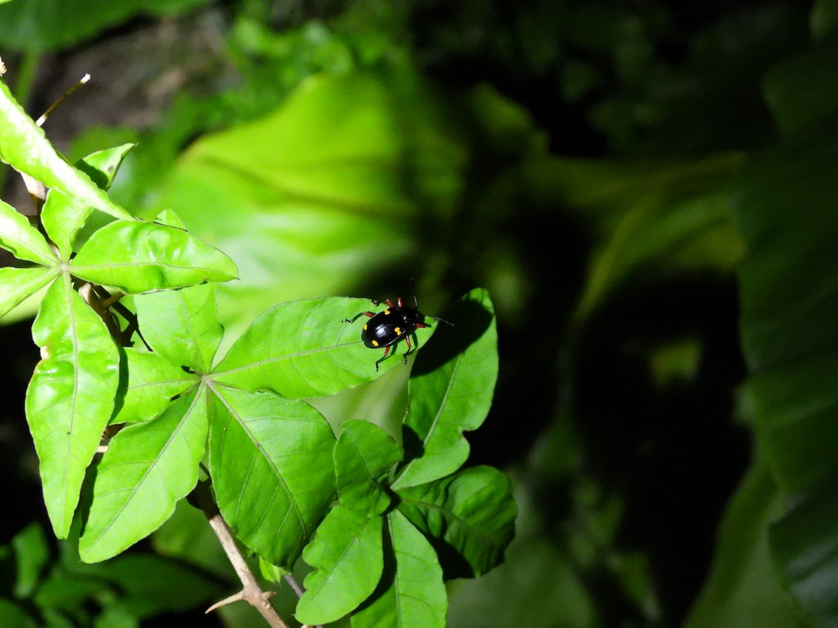 Animals - ML646591633