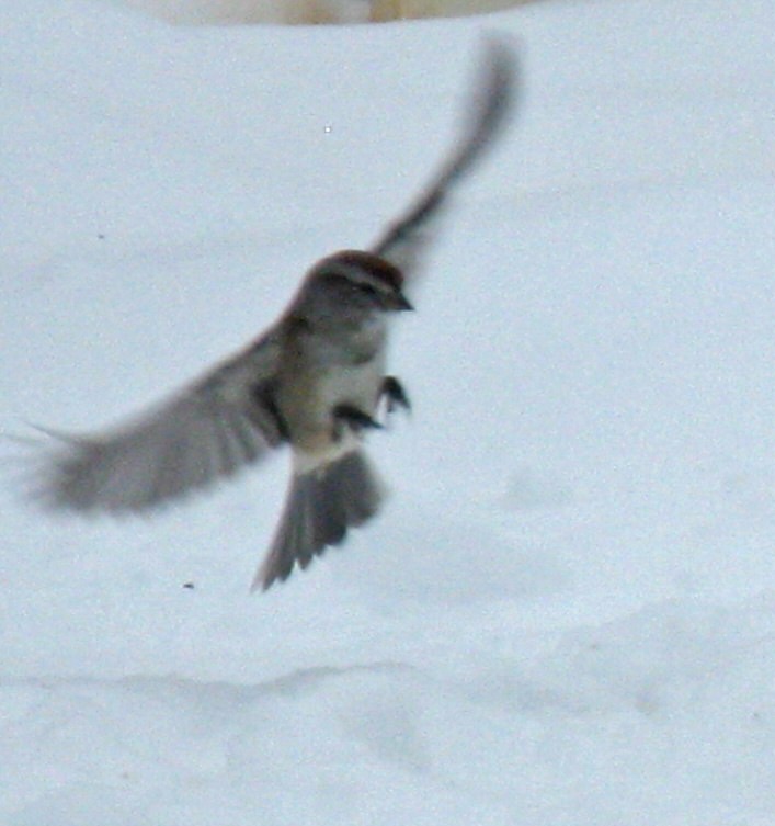 American Tree Sparrow - ML646591636