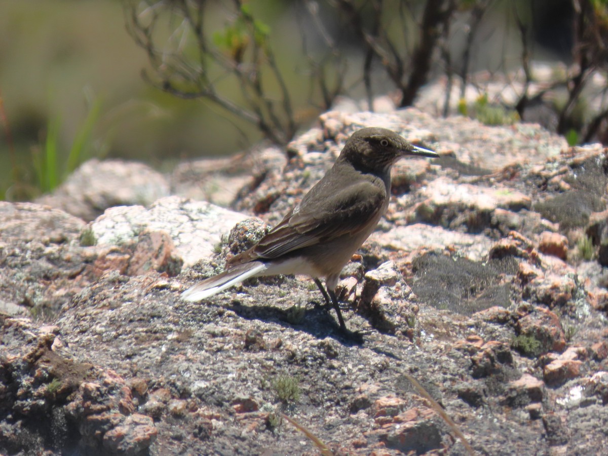 Black-billed Shrike-Tyrant - ML646591638