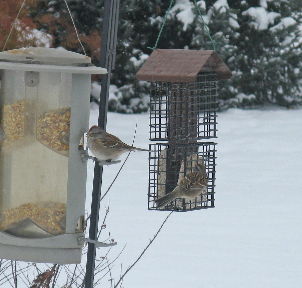 American Tree Sparrow - ML646591641