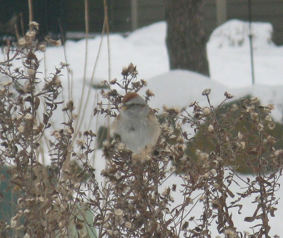 American Tree Sparrow - ML646591644