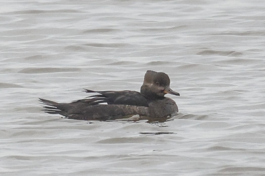 Hooded Merganser - ML646591645