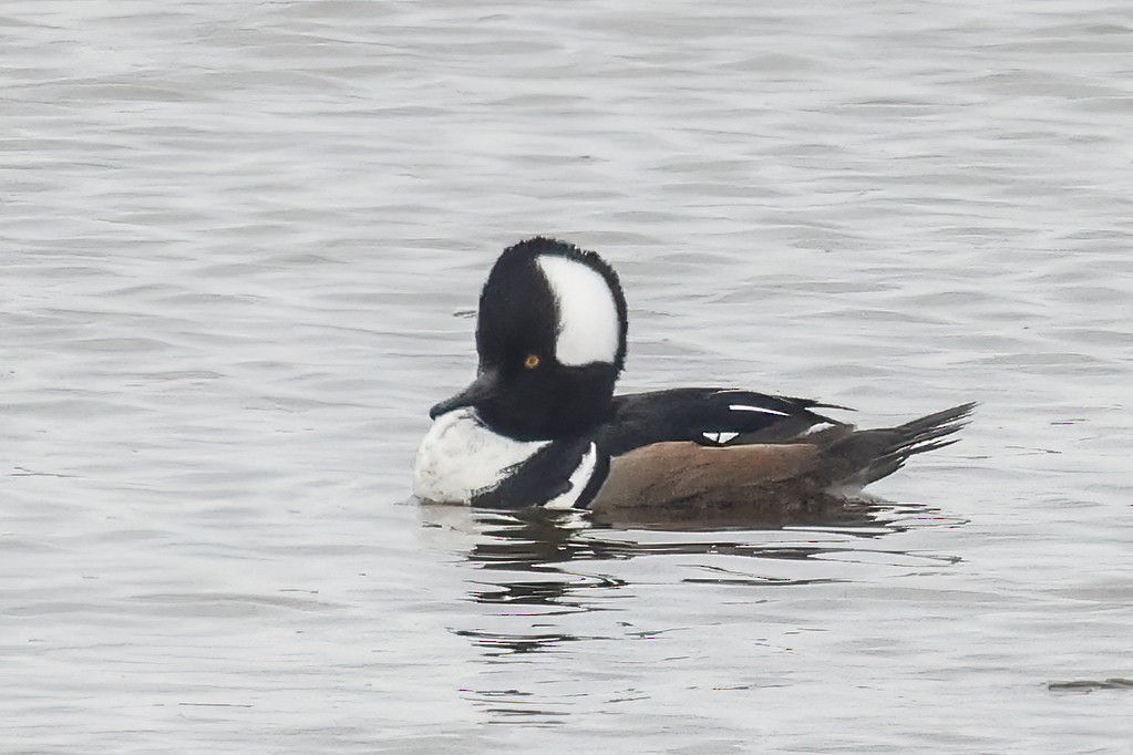 Hooded Merganser - ML646591646