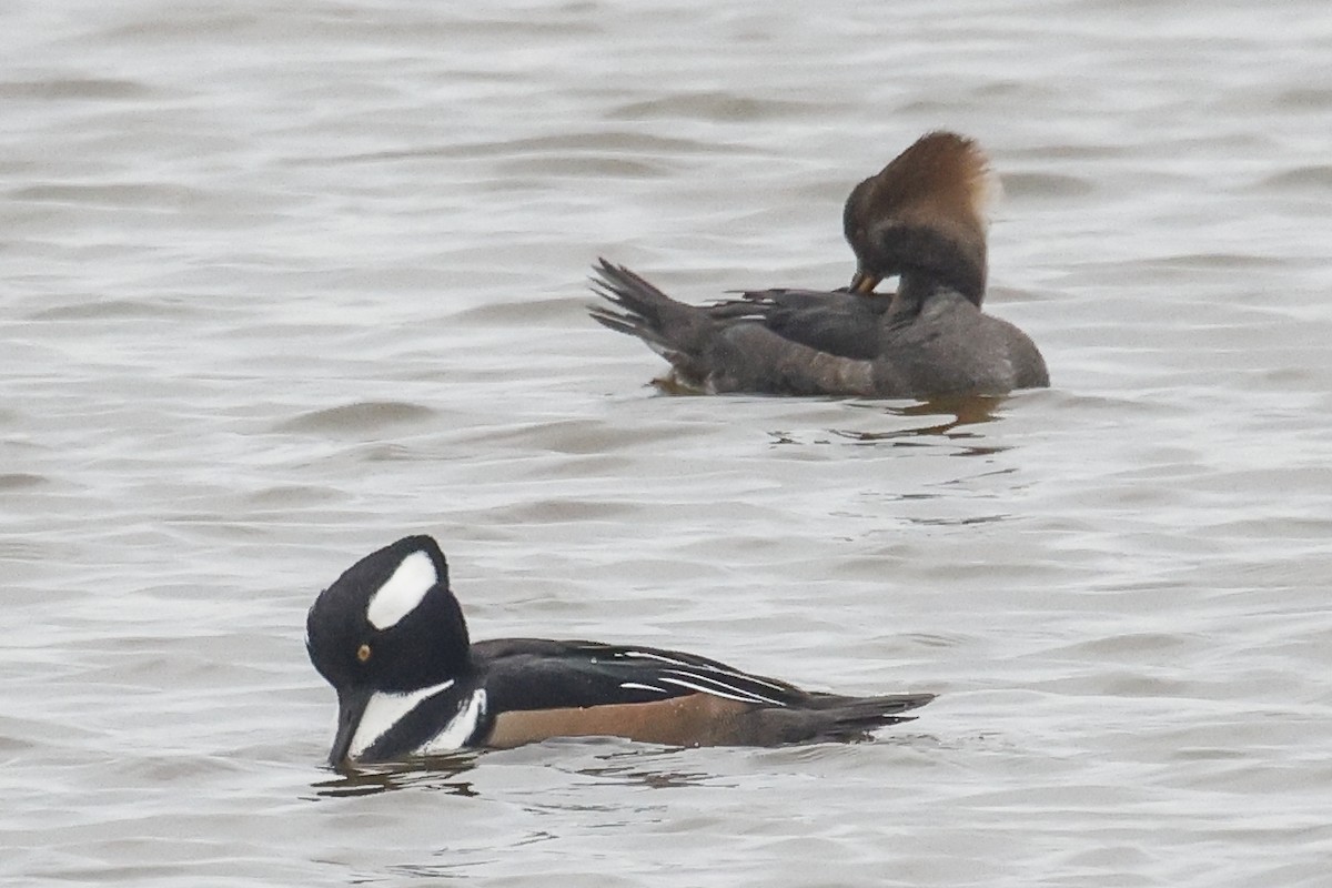 Hooded Merganser - ML646591647