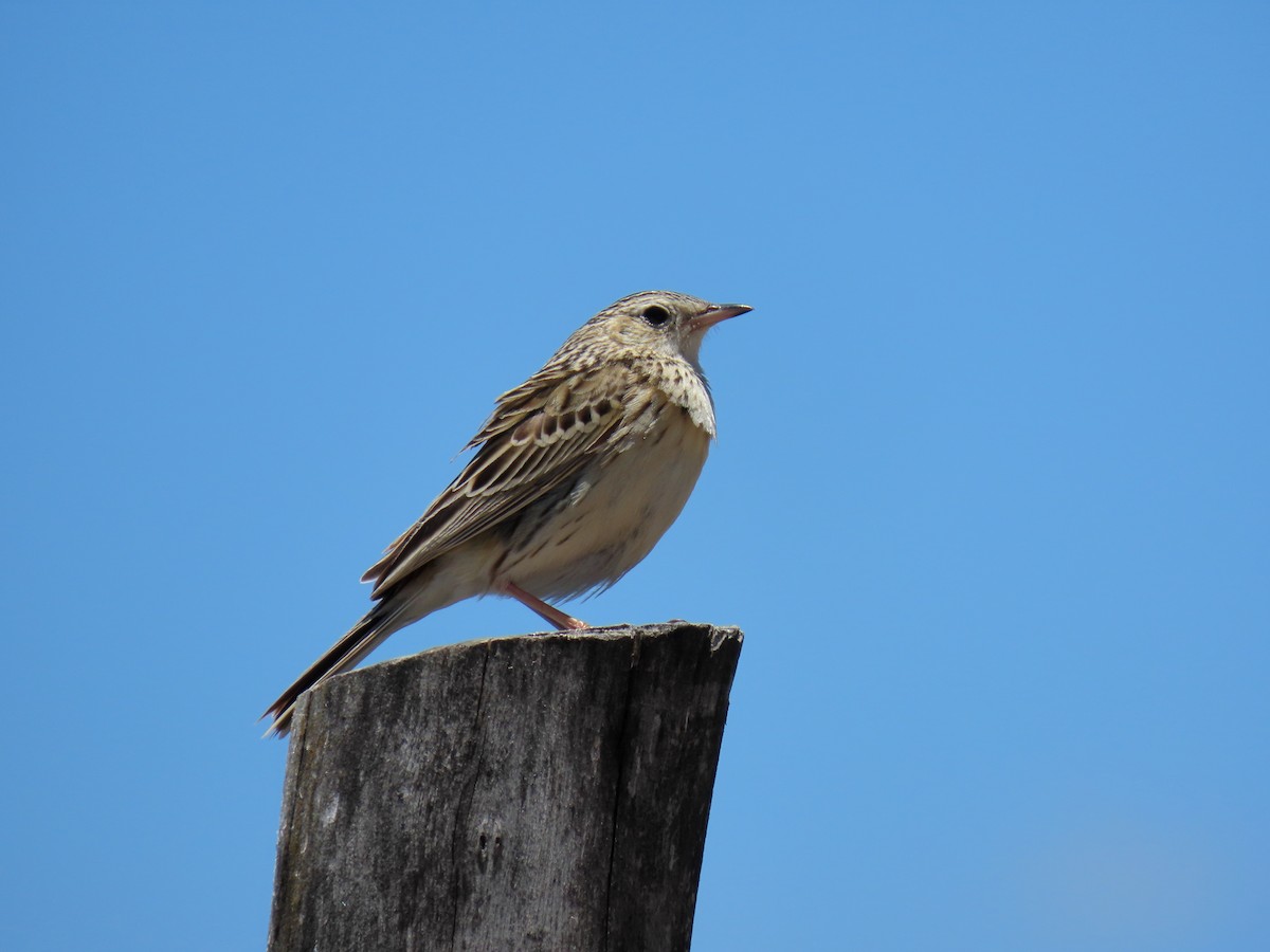 Hellmayr's Pipit - ML646591648