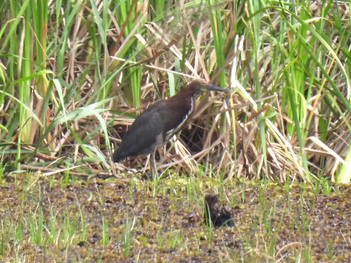 Rufescent Tiger-Heron - ML646591649