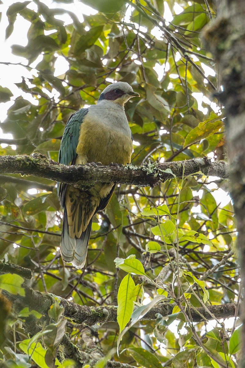 holub rudouchý - ML646591652