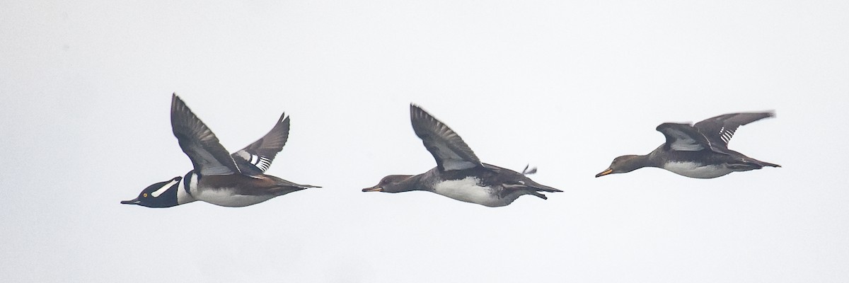 Hooded Merganser - ML646591654