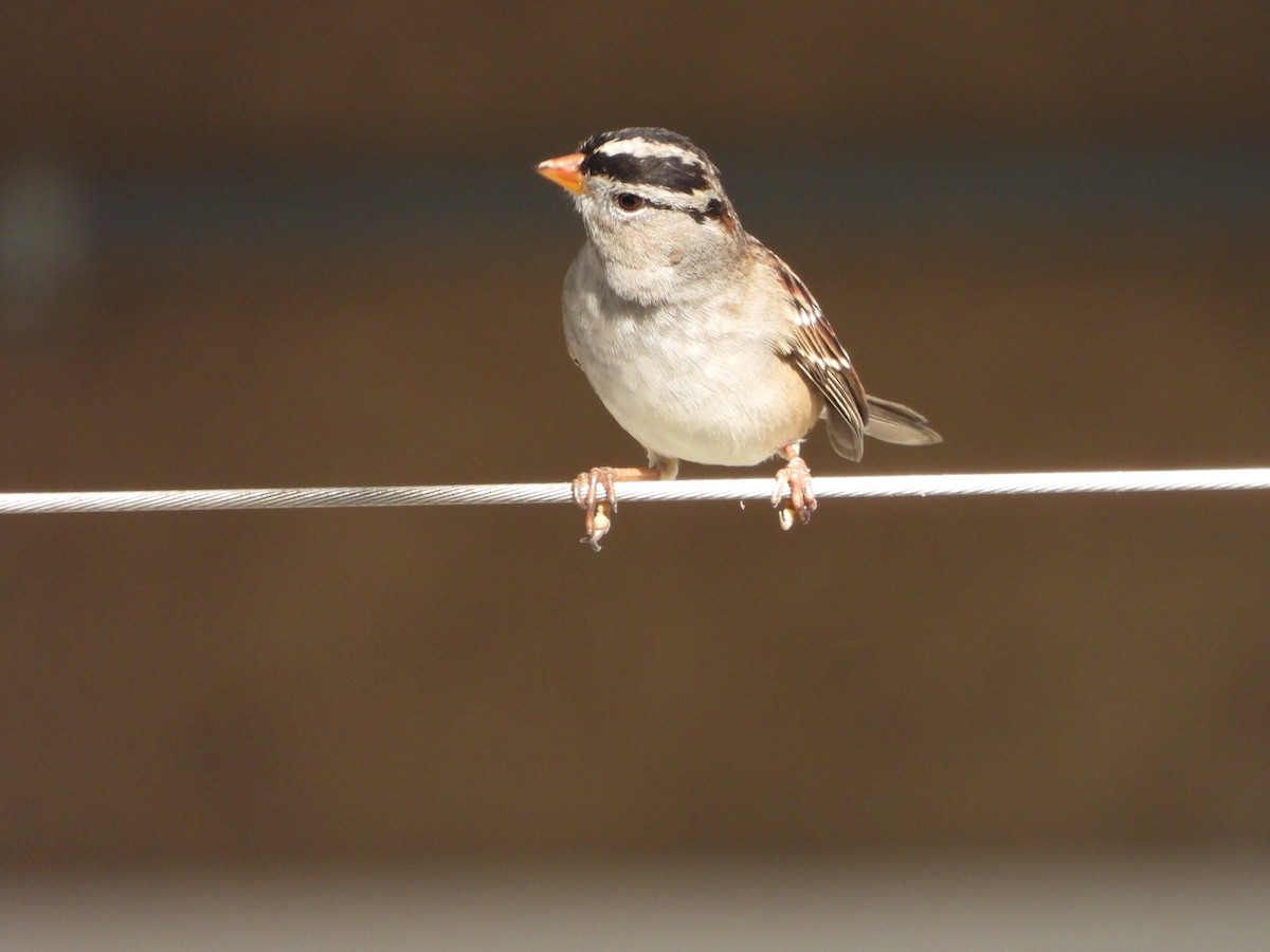 White-crowned Sparrow - ML646591655