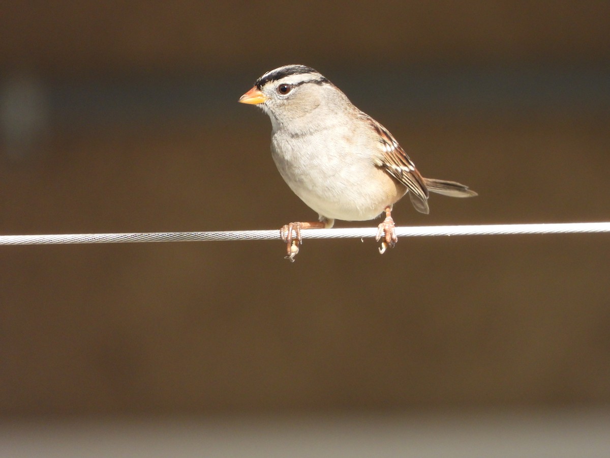 White-crowned Sparrow - ML646591656