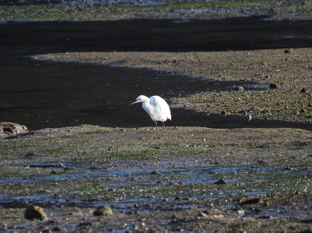 Little Egret - ML646591657