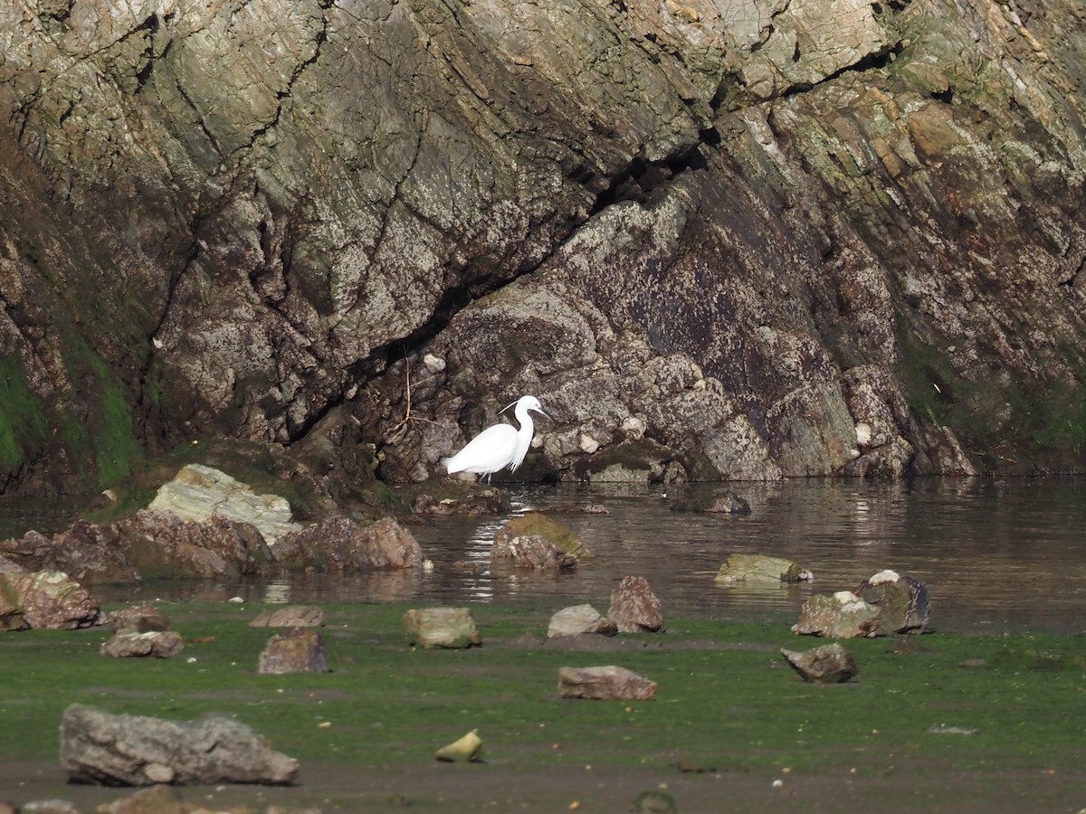 Little Egret - ML646591658