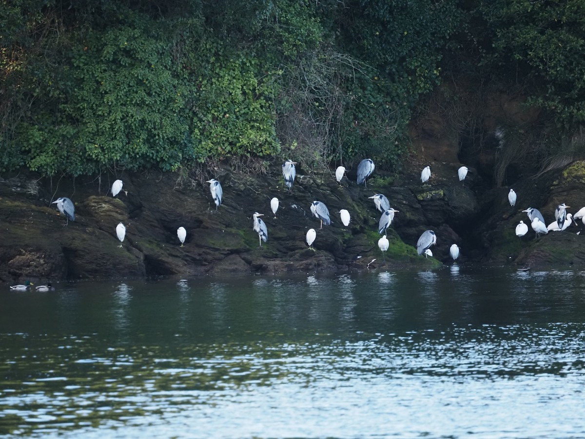 Little Egret - ML646591659