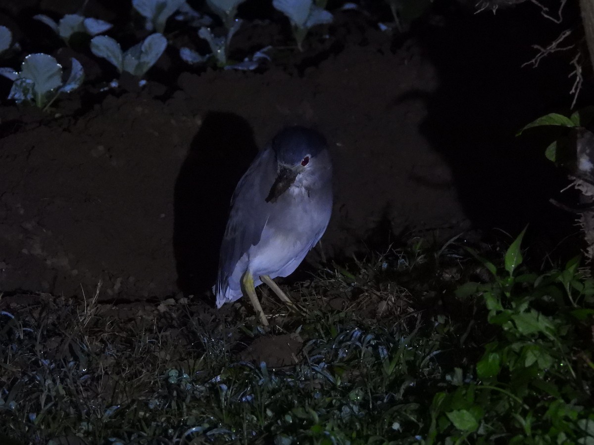 Black-crowned Night Heron - ML646591661