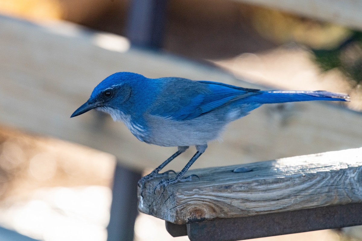 Woodhousehäher - ML646591662