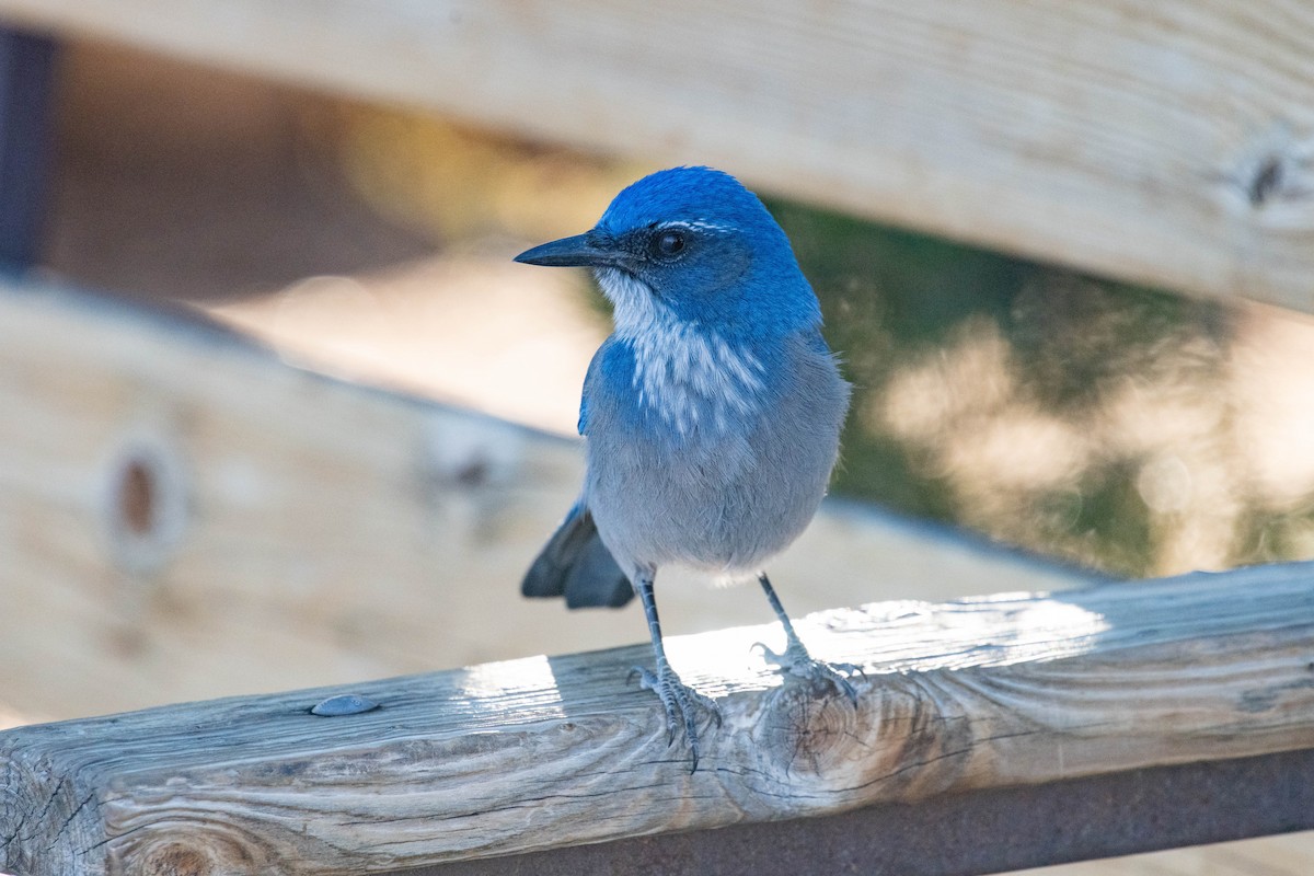 Woodhousehäher - ML646591663