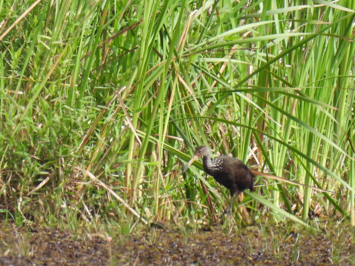 Karraoa - ML646591666