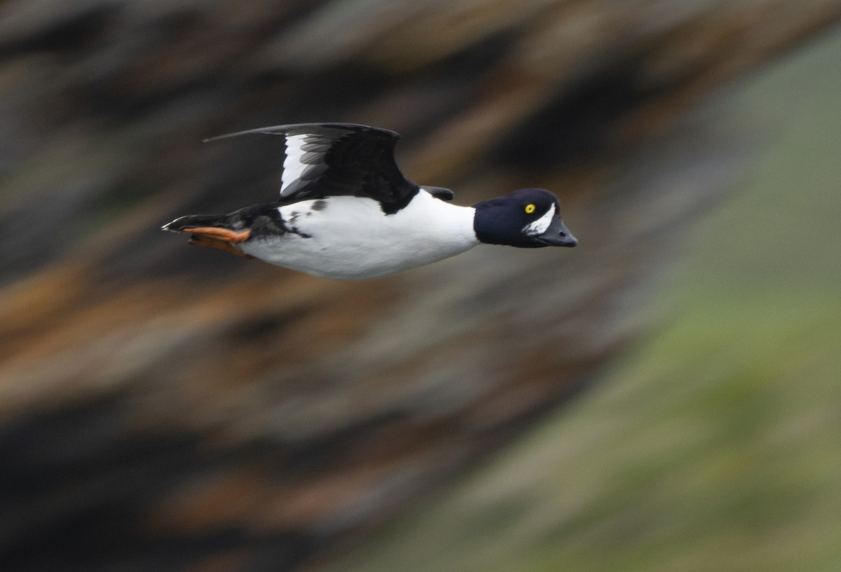 Barrow's Goldeneye - ML646591671