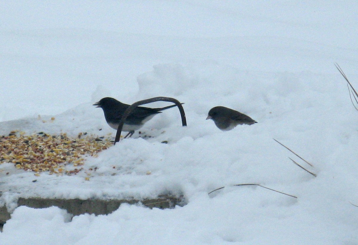 Dark-eyed Junco - ML646591676