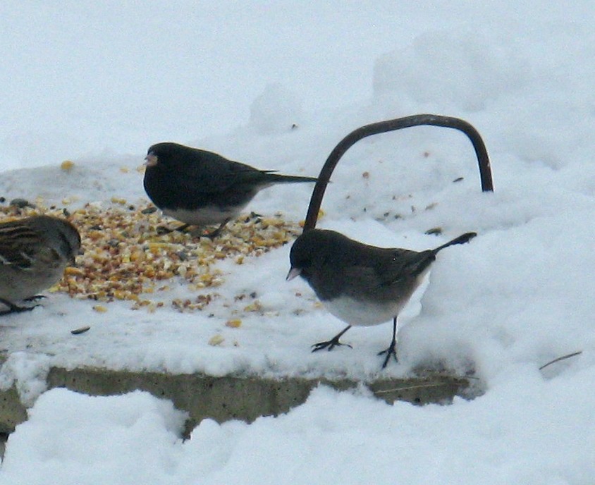 Dark-eyed Junco - ML646591679