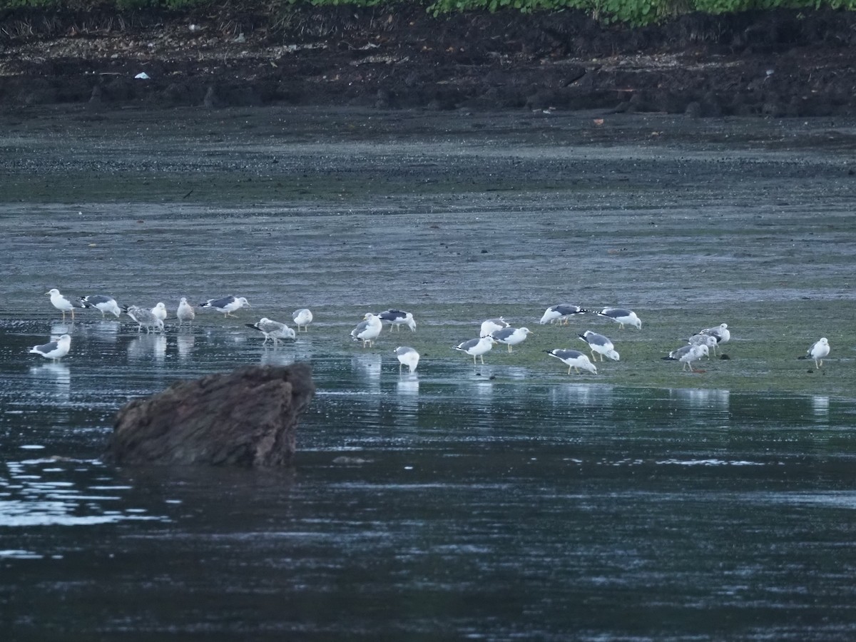 Lesser Black-backed Gull - ML646591680