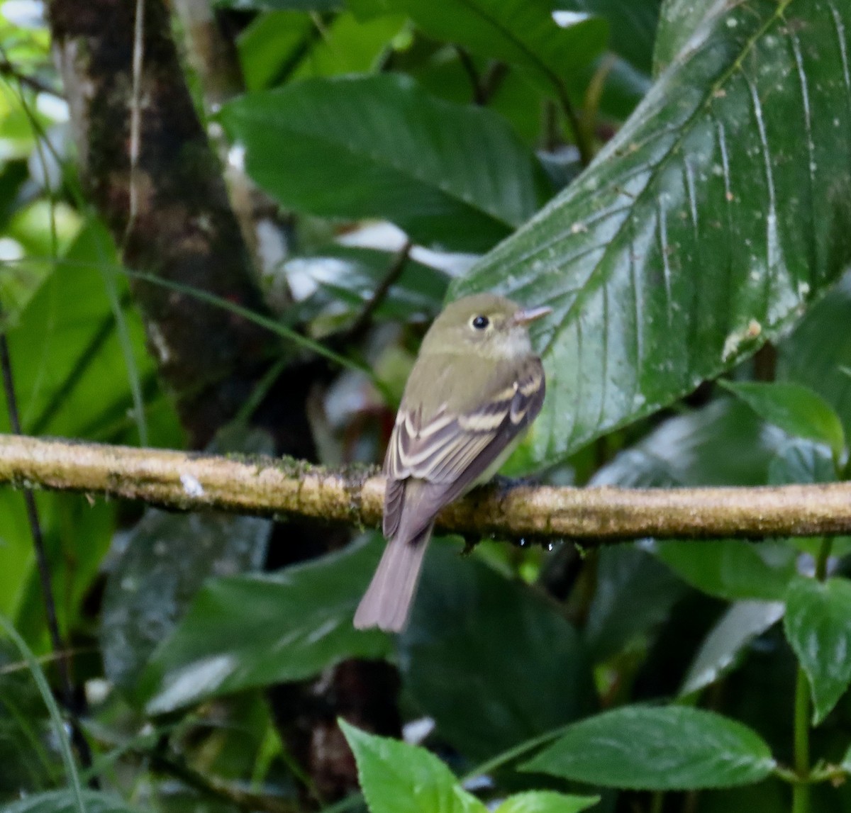 Acadian Flycatcher - ML646591682