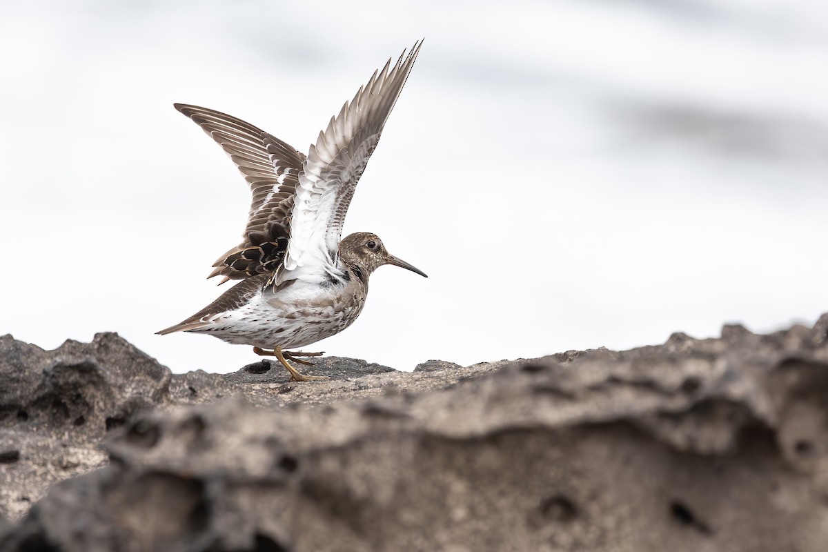 ムラサキハマシギ - ML646591683