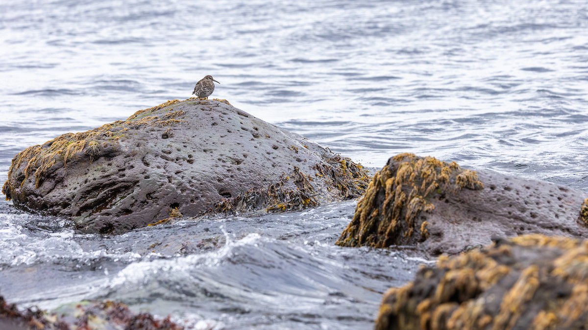 ムラサキハマシギ - ML646591684