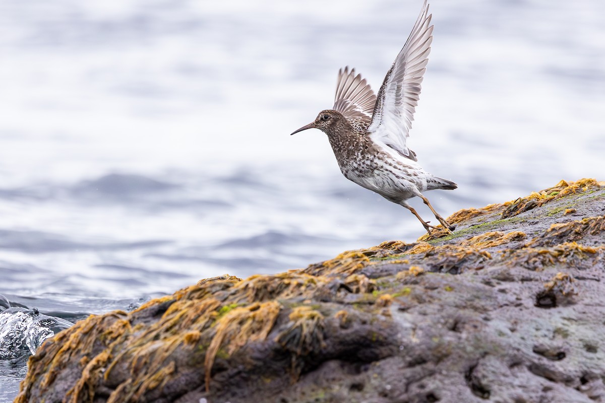 ムラサキハマシギ - ML646591685