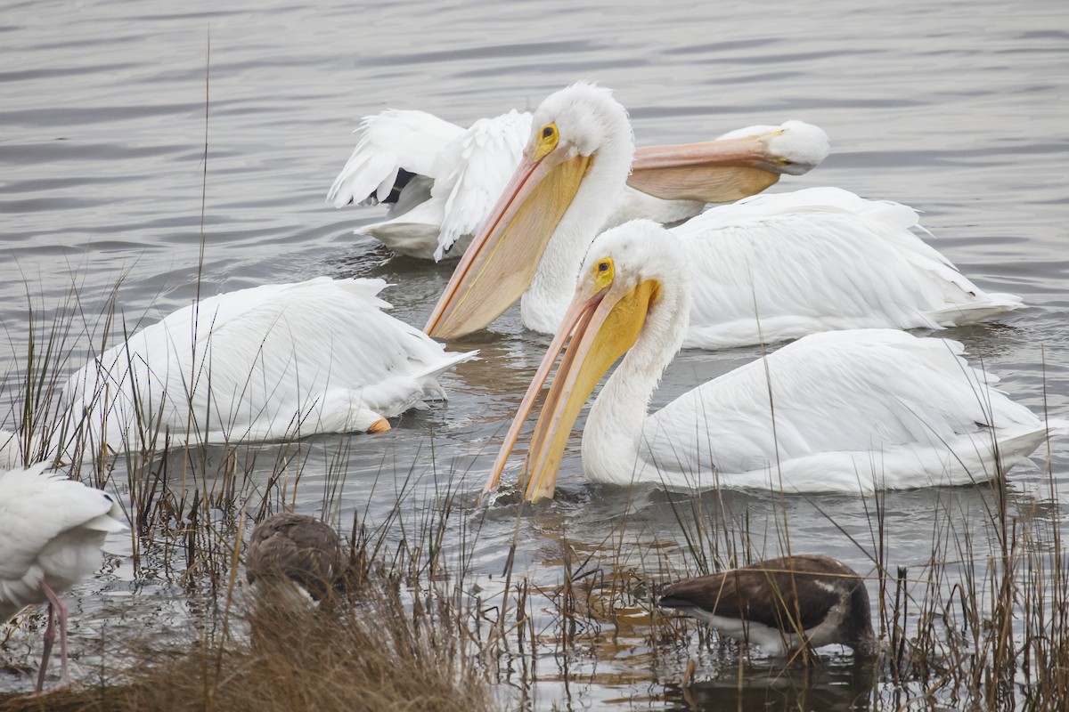 American White Pelican - ML646591687