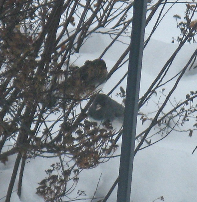 Dark-eyed Junco - ML646591688