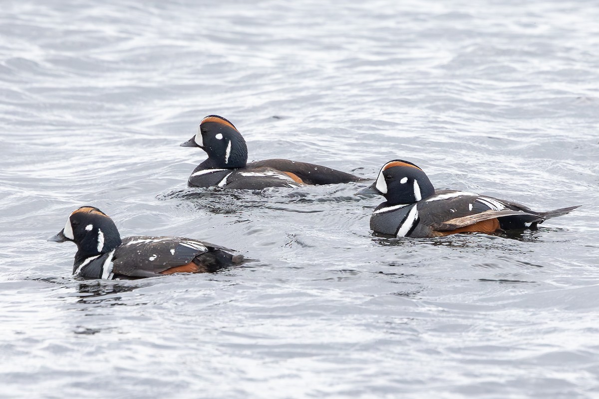 Palyaço Ördeği - ML646591695