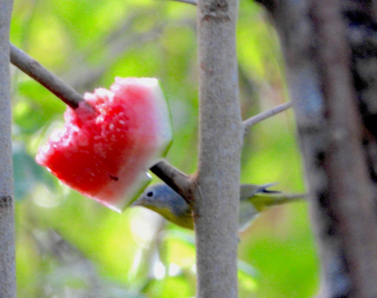 Nashville Warbler - ML646591696