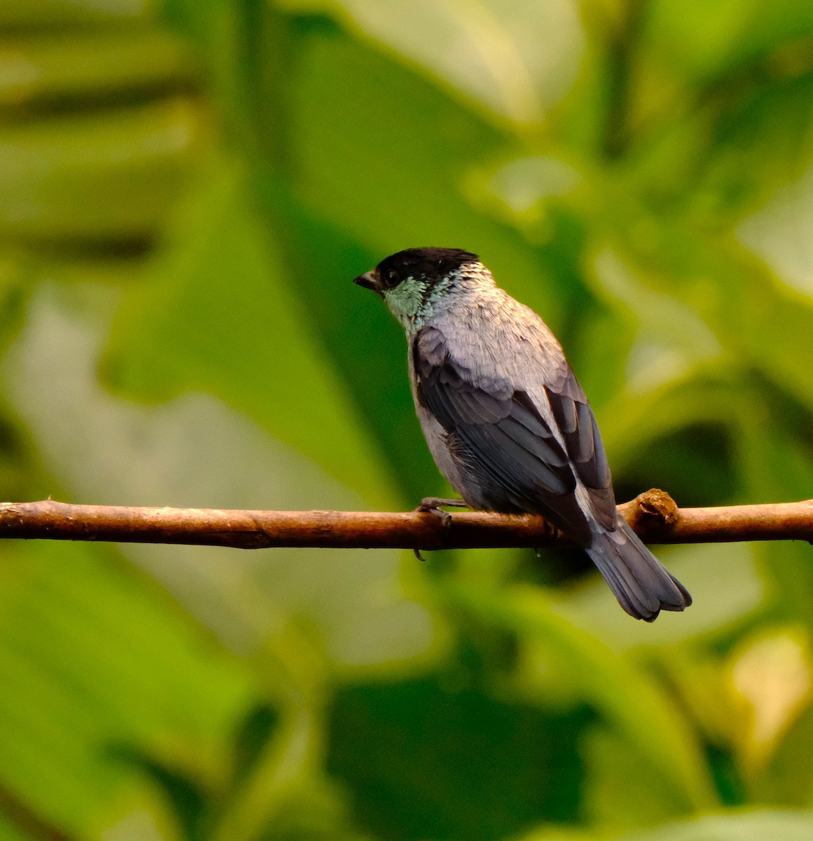 Black-capped Tanager - ML646591697