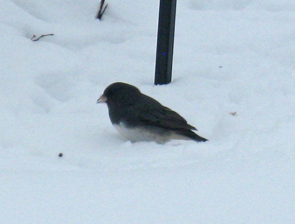 strnadec zimní - ML646591698