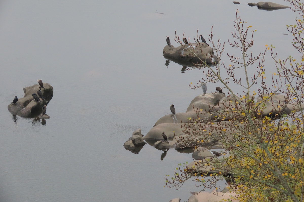 Тураг гогой - ML646591700