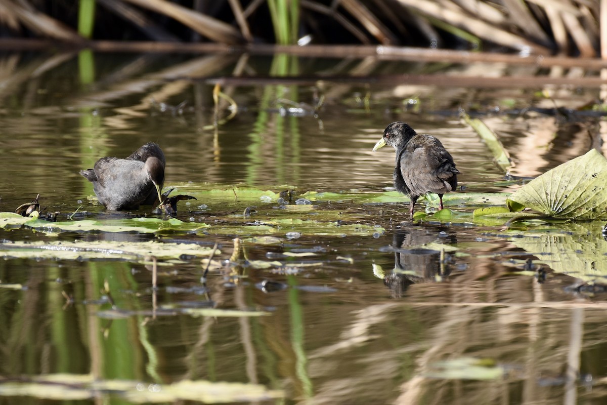 svartrikse - ML646591701